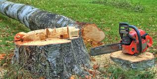 Best Emergency Tree Removal  in Pine Island Center, FL
